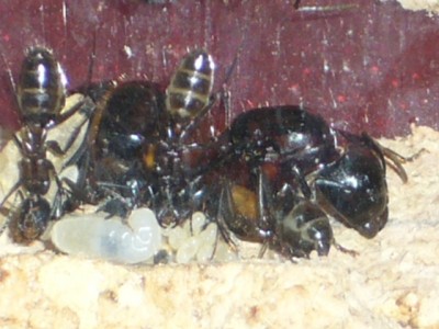 Komisches Routine-Utakammer-Foto.JPG