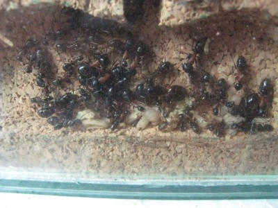 Camponotus 006.jpg