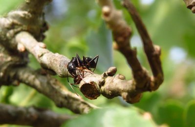 camponotus vagus.jpg