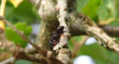 camponotus vagus 2.jpg