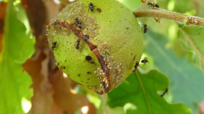 lasius emerginatus.jpg