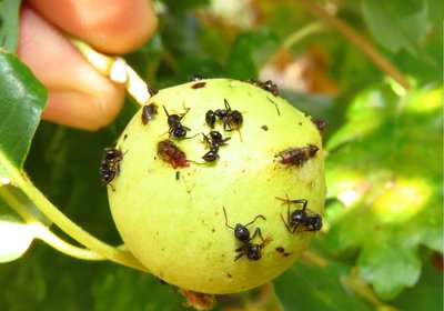 dendrolasius galle.jpg