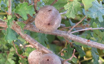 crematogaster nester.jpg