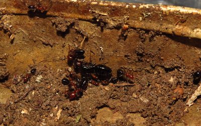camponotus lateralis.jpg
