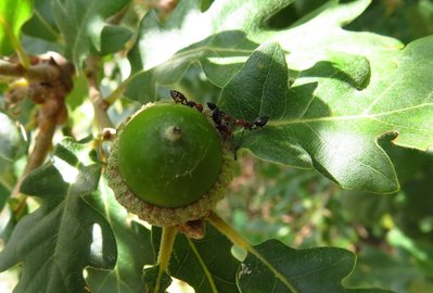 Crematogaster schmidti läuse.jpg