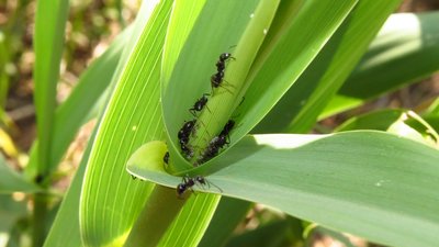 camponotus piceus.jpg