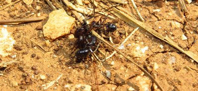 messor wasmanni kampf.jpg