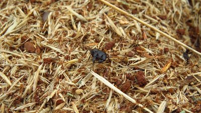 messor capitatus.jpg