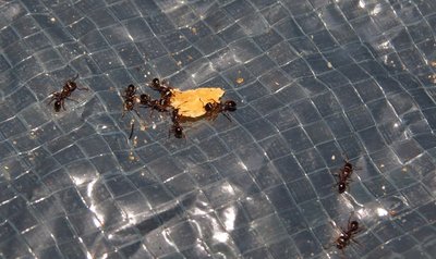 tetramorium.jpg