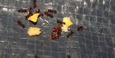 tetramorium2.jpg