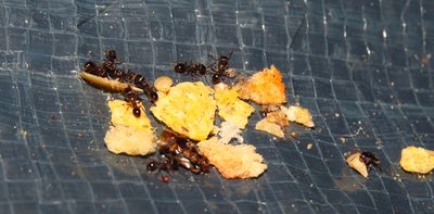 tetramorium3.jpg