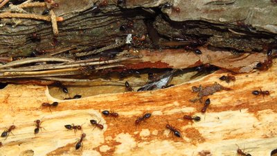 crematogaster schmidti.jpg