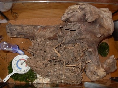 k-polyrhachis 002.jpg