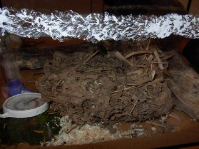 k-polyrhachis 001.jpg