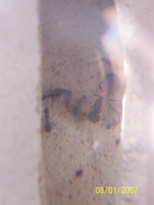 Carpenter Colony.jpg