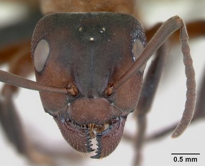 Formica_sanguinea_casent0173154_head_1.jpg