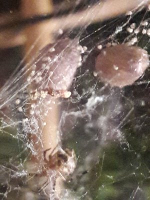 20190506_142758.jpg (259.79 KiB) 127047-mal betrachtet 20190506_142758.jpg