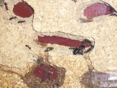 Komplettest Nistgebiet.JPG