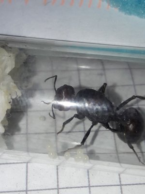 20190822_100044.jpg (219.79 KiB) 14636-mal betrachtet 20190822_100044.jpg