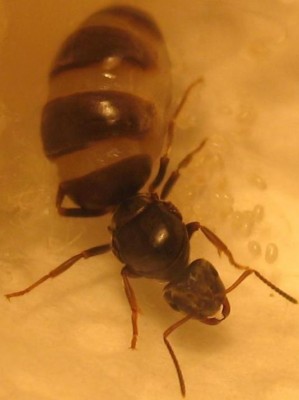 ameisenkönigin 3.JPG