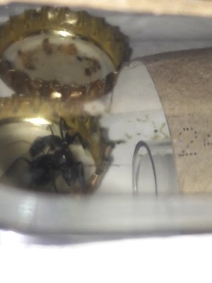 Neue Arbeiterin und Gyne vor dem Eingang des RG`s zu gerne möchten sie zur Brut. / 20211212_093348.jpg 20211212_093348.jpg