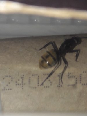 Unruhige Gyne / 20211212_095406.jpg 20211212_095406.jpg