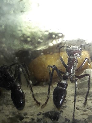 Diese Puppe ist wichtig, sie wird bewacht. Verpuppt hat sie sich am 2. Dezember. Es bietet sich hier die Möglichkeit, genau die Entwicklungsdauer zur Imago zu dokumentieren. Nesteinsicht wird toleriert und nicht als Stress empfunden. / 20220107_193641.jpg 20220107_193641.jpg