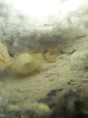 Drei Larven in sechs Wochen lassen auf ein Gelingen hoffen. Bei den mini Larven ca. 1 Woche alt und 2 Tage alt, besteht die Möglichkeit den zeitlichen Ablauf bis zur Verpuppung zu dokumentieren. / 20220109_112620.jpg 20220109_112620.jpg