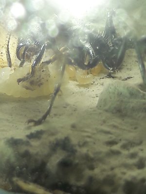 Fütterung der mittleren Larve / 20220109_112719.jpg 20220109_112719.jpg