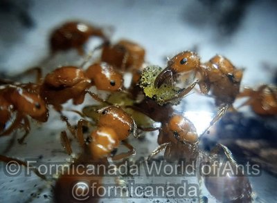 Pogonomyrmex_californicus_Watermark.jpg