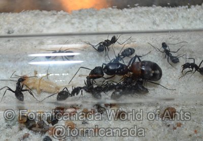 Camponotus_cruentatus_Watermark.jpg