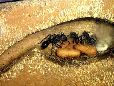 Ton, Kalytta, Myrmecia 0660.jpg