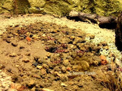 Myrmecia 0330.jpg
