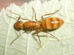 Camponotus honigfarben.jpg