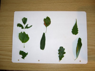 Hier die Auswirkungen einer Acromyrmex Kolonie.JPG