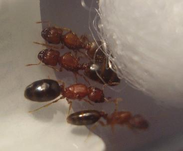 pheidole.JPG