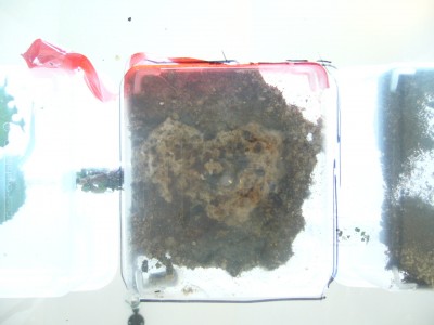 Pilzfoto vom 26.8.07.JPG