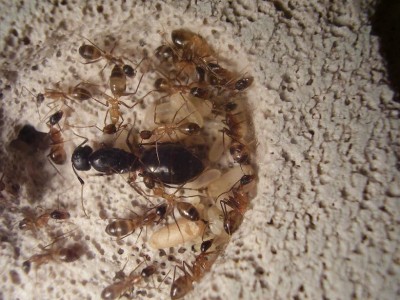 camponotus fellah.JPG