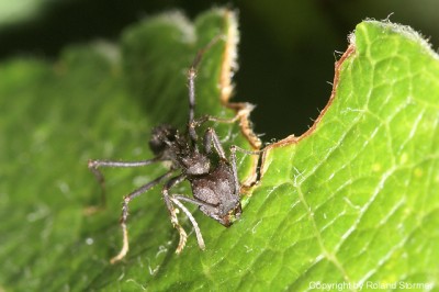 Acromyrmex-2007-Bild8-(640)+C.jpg