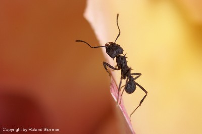 Acromyrmex-2007-Bild5-(640)+C.jpg