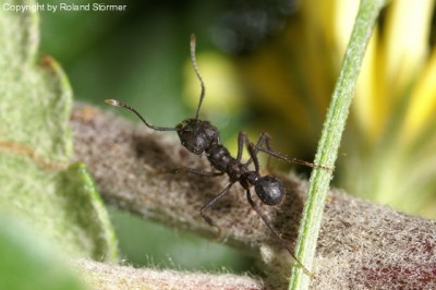 Acromyrmex-2007-Bild3-(640)+C.jpg