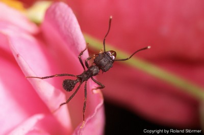 Acromyrmex-2007-Bild15-(640)+C.jpg