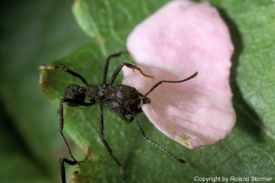 Acromyrmex-2007-Bild14-(640)+C.jpg