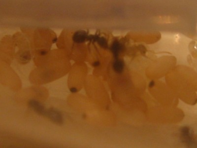 Babys erster Schritt.JPG