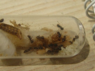 Einzug ins Futter RG.JPG