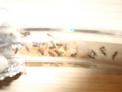 Umzug in den Verbindungsschlauch.JPG