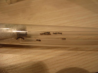 Ja, so viele passen in ein Wattestäbchen.JPG