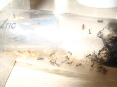 an den Schlauch gezogen.JPG