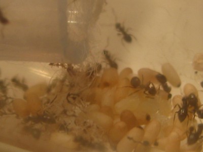 nicht der Turmbau zu Babel ....JPG