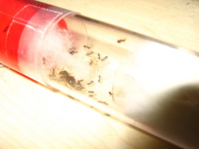 Der Queen geht's gut.JPG